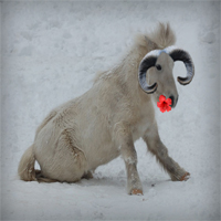 sittendehestthumbnail