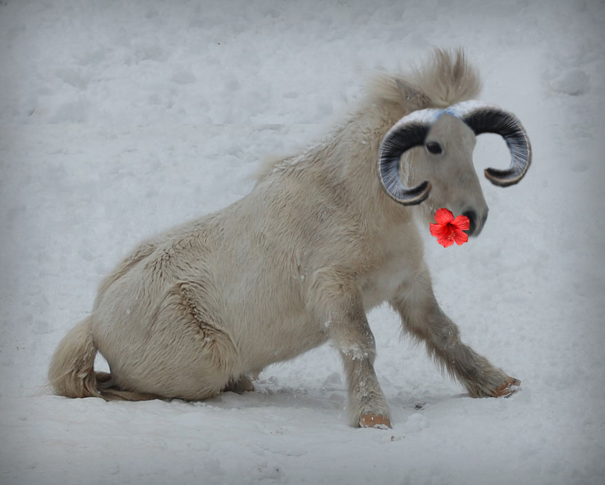 sittende hest stort bilde